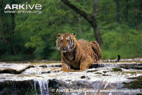 Siberian (Amur) Tiger: Siberian tiger habitat under threat