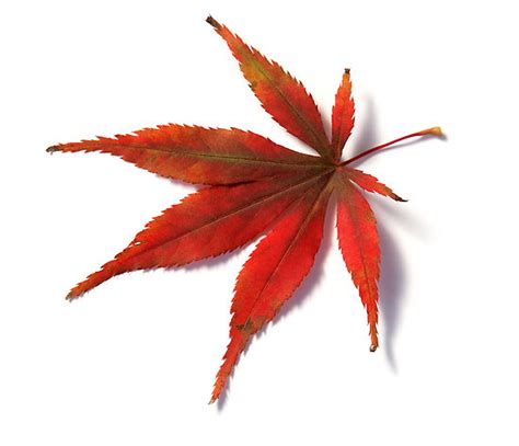 Japanese maple red leaves clipart 20 free Cliparts | Download images on Clipground 2020