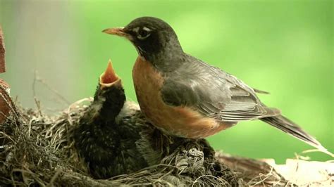 how to feed small birds