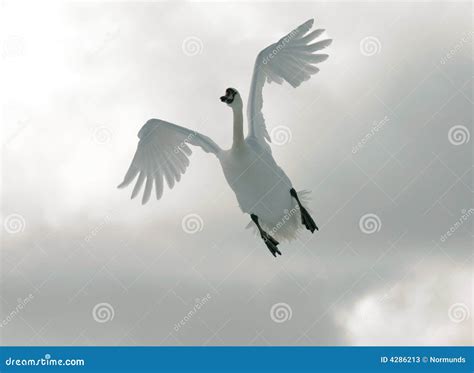 Flying swan stock image. Image of flying, overhead, feather - 4286213