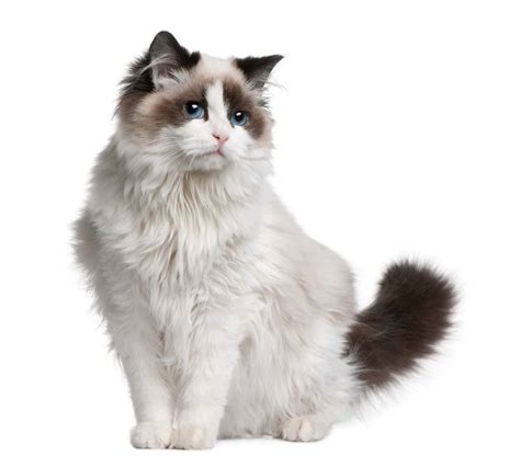 Ragdoll Cat Breed: Everything You Need To Know [2020]