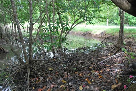 ..HaLaqAh biOLoGy..: chapter 8 : Mangrove Swamp