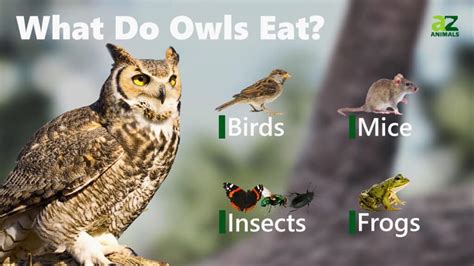 What Do Owls Eat? - IMP WORLD