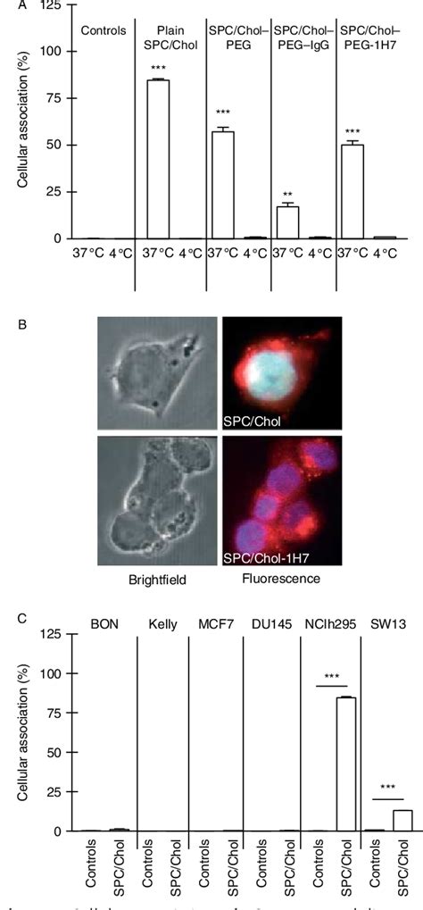 Figure 1 from Liposomal doxorubicin-based treatment in a preclinical model of adrenocortical ...