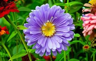 Aster Flower: Definition, Types & Leaves | Study.com