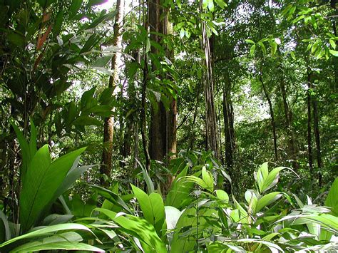 Many Means: Amazon Rainforest "Lungs of our Planet"