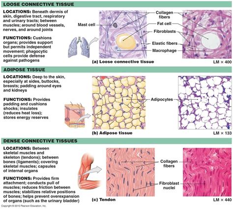 Connective Tissue Anatomy And Physiology