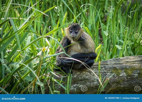 Gibbon Face stock photo. Image of smaller, faces, warm - 102597780