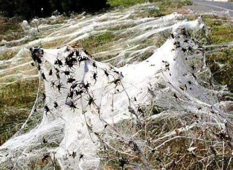 It's spider season at Australia..very scary..too many spiders evrywhere.. : r/pics