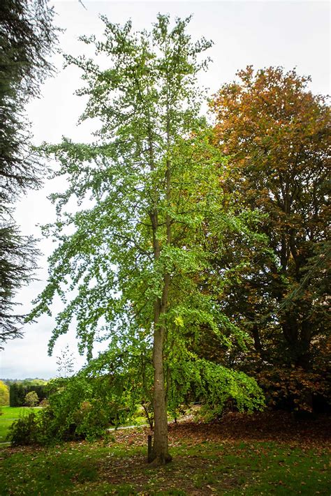 Special Tree Species | Arley Arboretum and Gardens