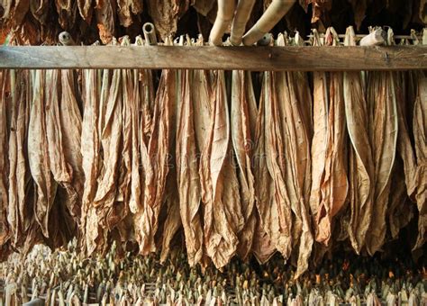 Tobacco Leaves Drying in the Shed : Closeup Stock Image - Image of ...