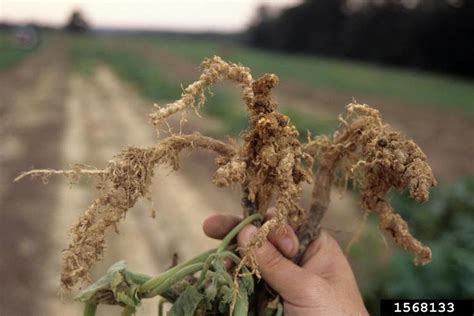 Nematode Control in the Home Vegetable Garden - Alabama Cooperative ...