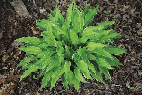 Top 12 Tiny Hostas - Fine Gardening