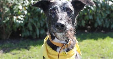 Adorable dog snubbed more than 12,000 times in one year at rehoming centre - Mirror Online