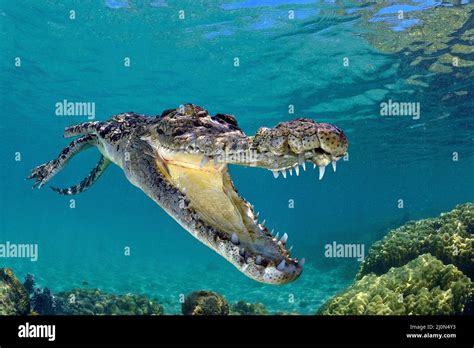 Saltwater crocodile (Crocodylus porosus), largest of all living ...