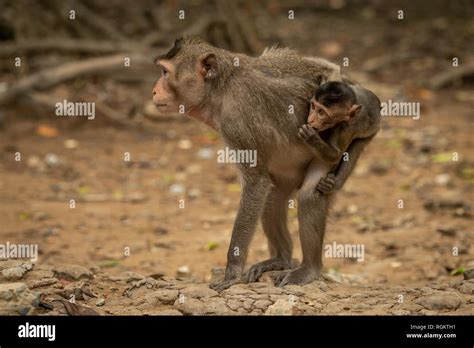 Long-tailed macaque stands carrying baby on back Stock Photo - Alamy