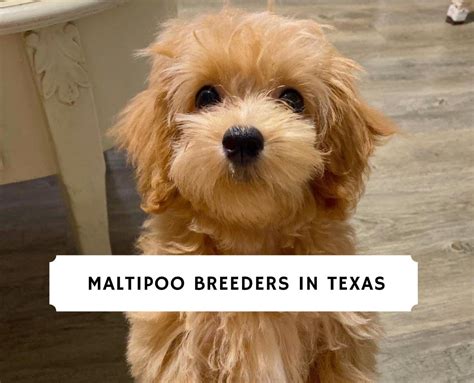 Best Maltipoo Breeders in Texas (2023) - Top 5 Picks! - We Love Doodles