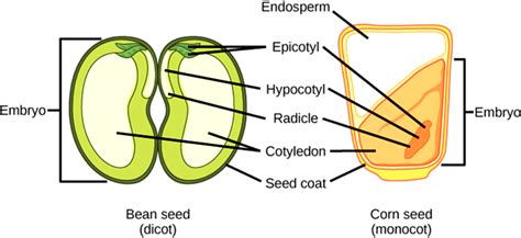 Biology – Angiosperms | askIITians