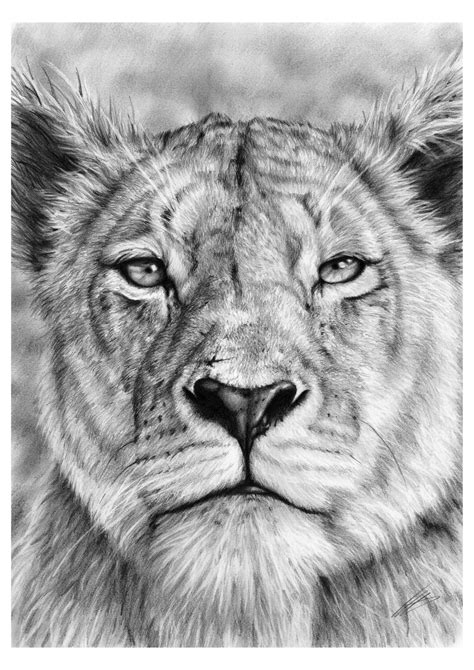 Lioness Drawing at PaintingValley.com | Explore collection of Lioness ...