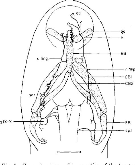 Figure 1 from Tongue Evolution in Lungless Salamanders , Family Plethodontidae | Semantic Scholar