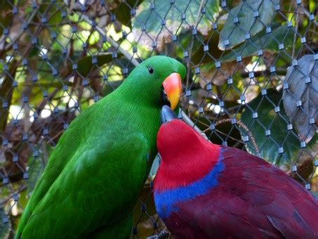 Free Images : nature, bird, green, beak, colorful, fauna, lorikeet, lovebird, birds, vertebrate ...