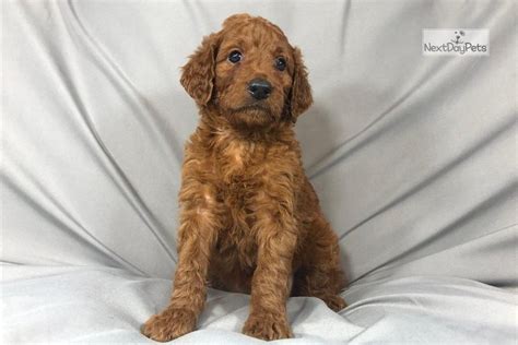 Fi Irish Doodle: Irishdoodle puppy for sale near Eau Claire, Wisconsin. | d0a66958-1541