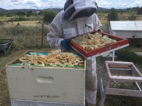 Bee Buzz Box July 2020 - Bee Space - ACT Beekeepers Association