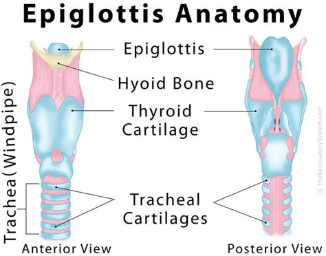 Epiglottis Definition, Location, Functions, and Pictures