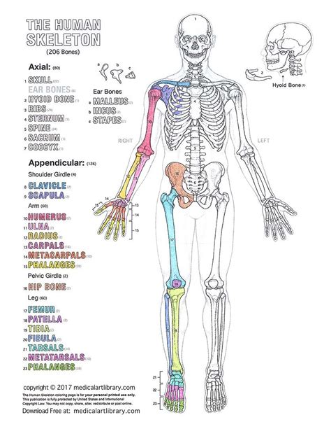 Anatomy And Physiology Diagrams To Label