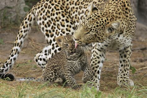 Mother leopard and cub - The Animal Kingdom Photo (36714535) - Fanpop