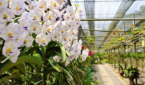 Things To Do In Phuket Thailand: Phuket Orchid Farm Thailand