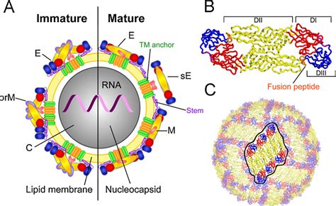 Figure 4 from Flaviviruses and flavivirus vaccines. | Semantic Scholar