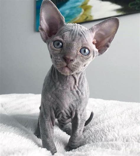 30 Adorable Sphynx Kittens to Make You Absolutely Obsessed With Them | Bored Panda