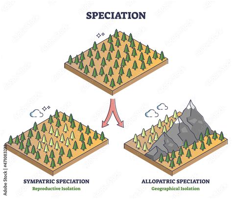 Speciation process with sympatric and allopatric division outline diagram. Labeled educational ...