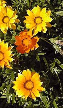 Gazania (Gazania rigens)