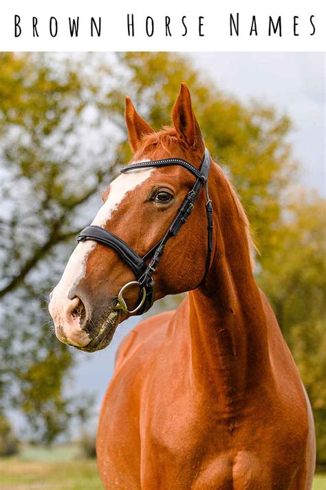 Brown Horse Names - 200 Ideas For Bay, Brown And Chestnut Horses