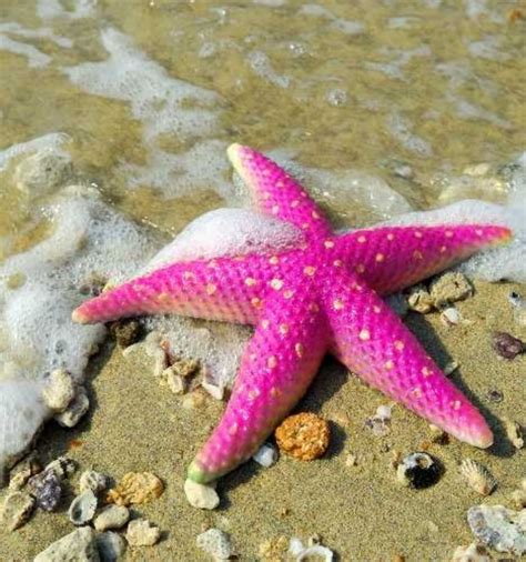 Pink Starfish | Pink animals, Starfish, Sea creatures