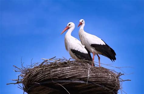 Stork Symbolism: Spiritual Meaning, Totem, Spirit, & Omens