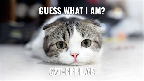 Download Maru Cat Funny Meme Wallpaper | Wallpapers.com