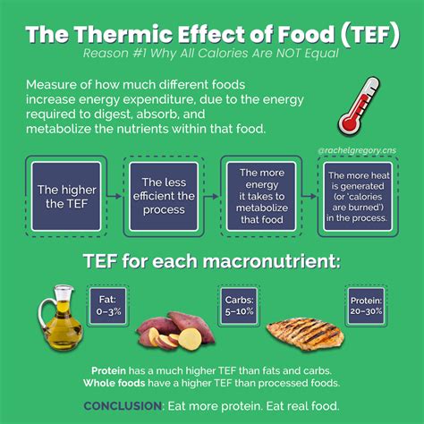 The Thermic Effect of Food: What It Is & Why It Matters (A Lot)