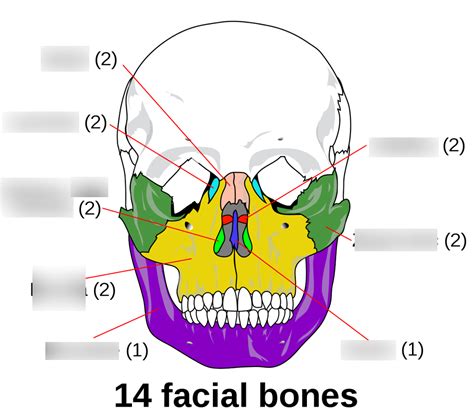 facial bones Diagram | Quizlet