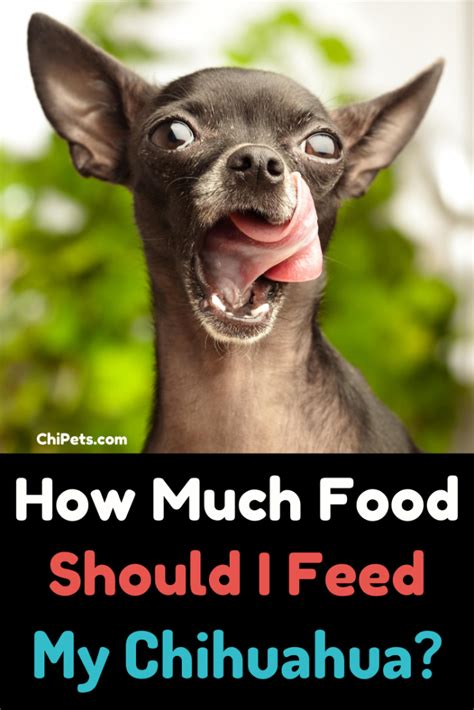 How Much Food Should I Feed My Chihuahua? - Chi Pets