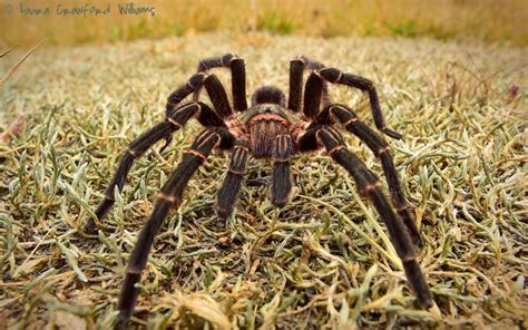 Wildlife Photography in the Gran Chaco of Argentina - Laura Crawford ...