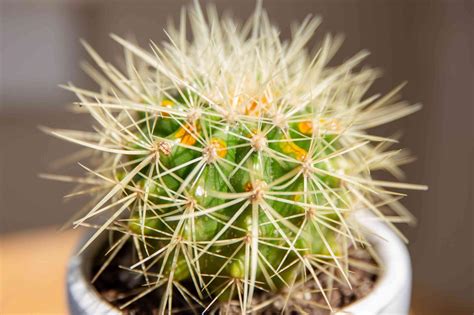 Beautiful Mini Cactus For Indoor Interior Decoration. - HomesFornh