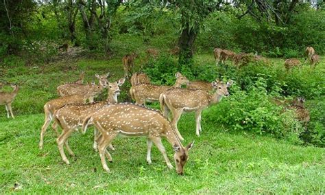 Indian Wildlife Sanctuary - Travel Insite
