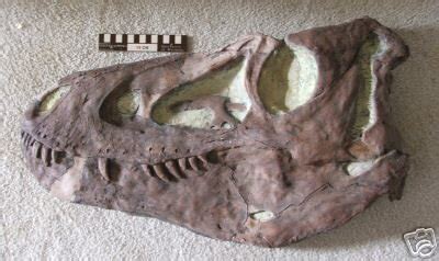 Nanotyrannus dinosaur skull replica cast | #28185778