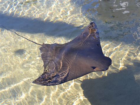 A Fever of Cownose Rays Spotted in Florida | Reef Builders | The Reef ...