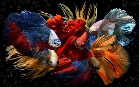 Top 16 different types of betta fish 2022