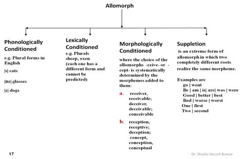 Dr. Shadia Y. Banjar: LANE 333 - ALLOMORPHS