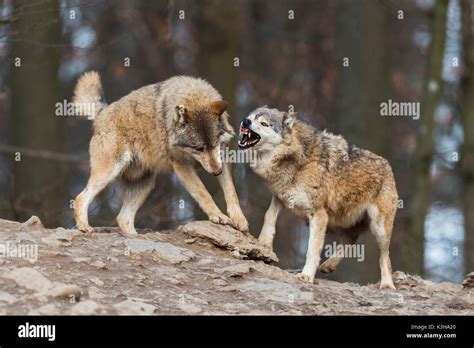 Wolves battle in the mating period hi-res stock photography and images - Alamy